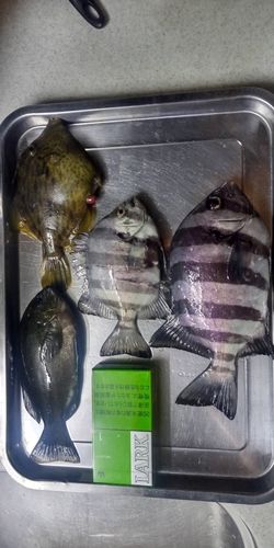 シマダイの釣果