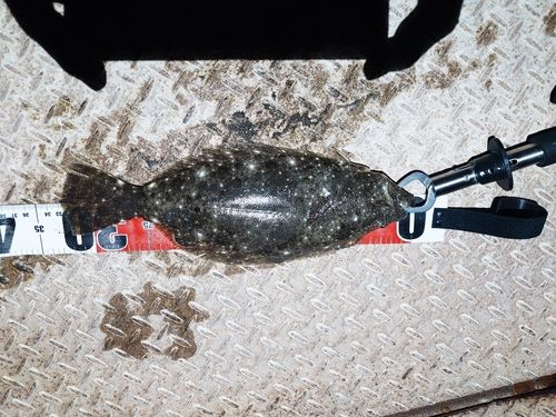 新舞子海岸（富津）