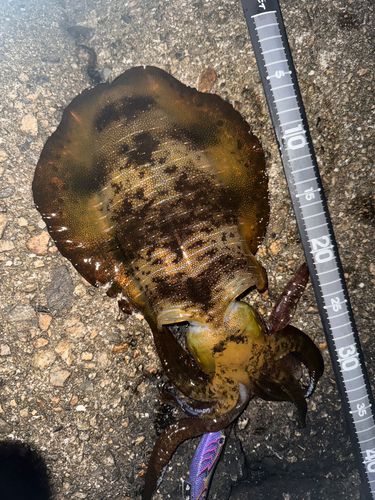 アオリイカの釣果