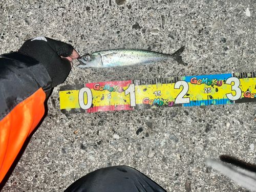 サバの釣果
