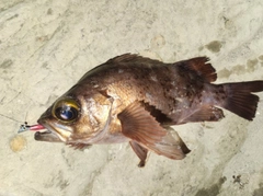 アカメバルの釣果
