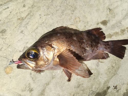 アカメバルの釣果