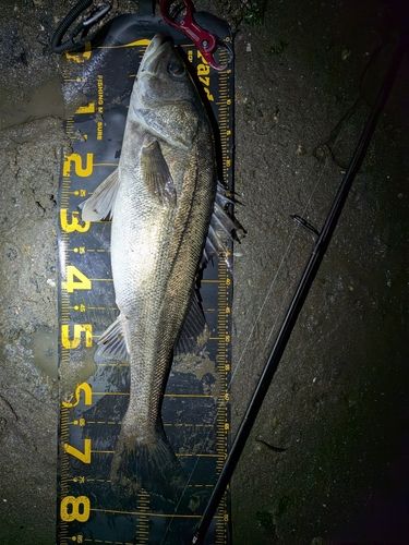 シーバスの釣果