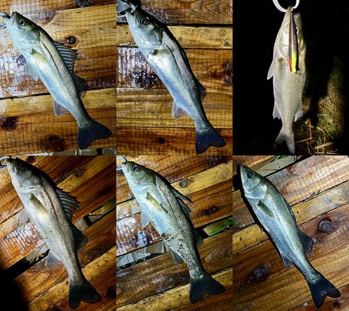 シーバスの釣果