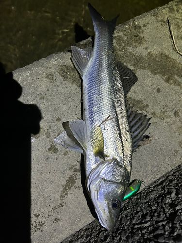 シーバスの釣果