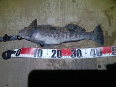 アイナメの釣果