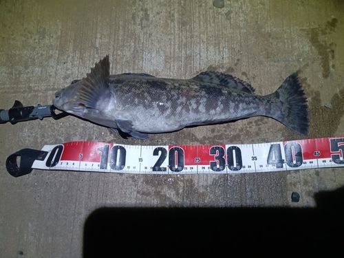 アイナメの釣果