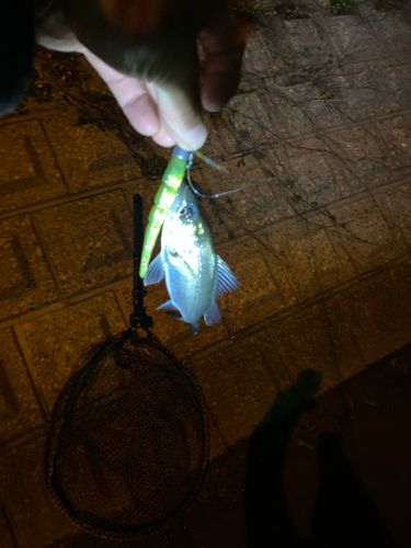 大野川（石川）