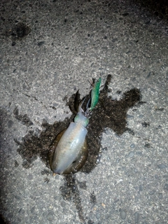 イカの釣果
