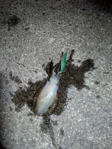 東京湾（富津〜金谷）