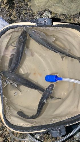 セイゴ（タイリクスズキ）の釣果