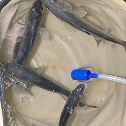 セイゴ（タイリクスズキ）