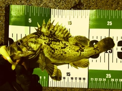 クロソイの釣果