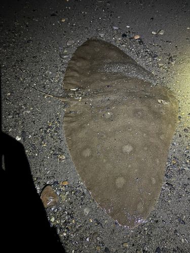 ツバクロエイの釣果