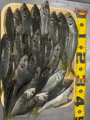 マアジの釣果