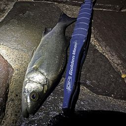 セイゴ（マルスズキ）