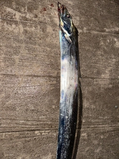 タチウオの釣果