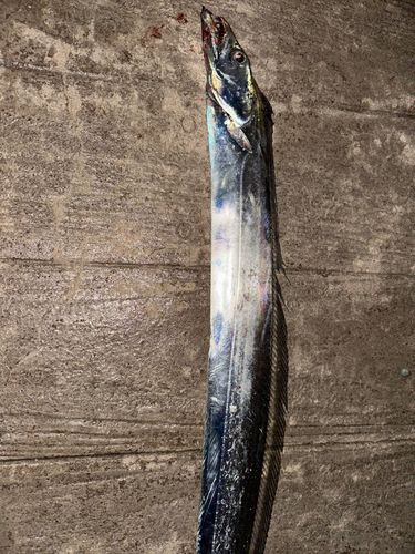 タチウオの釣果