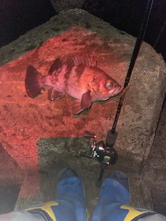 シロメバルの釣果