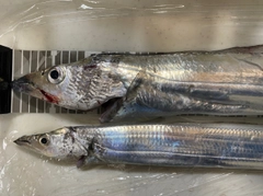 タチウオの釣果