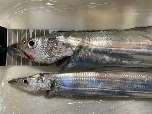 タチウオの釣果