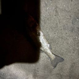 セイゴ（タイリクスズキ）