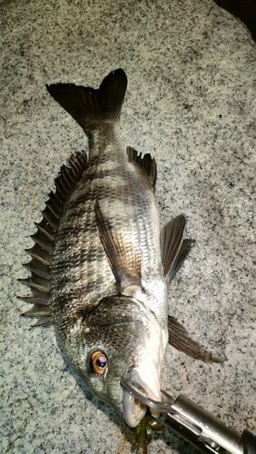チヌの釣果