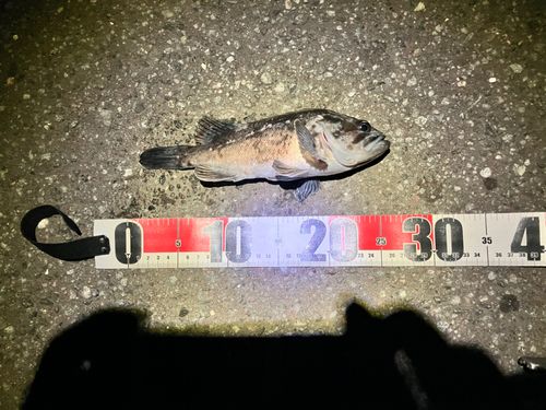 クロソイの釣果