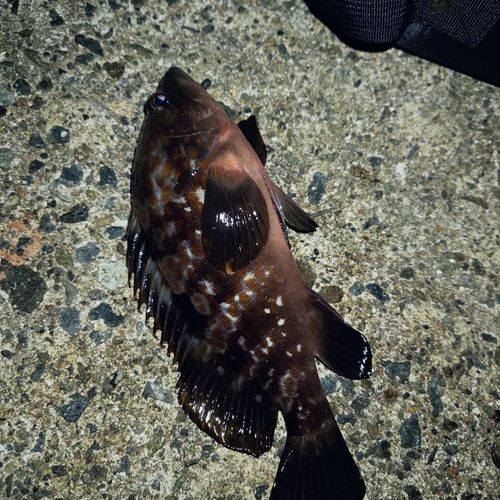 神戸空港親水護岸