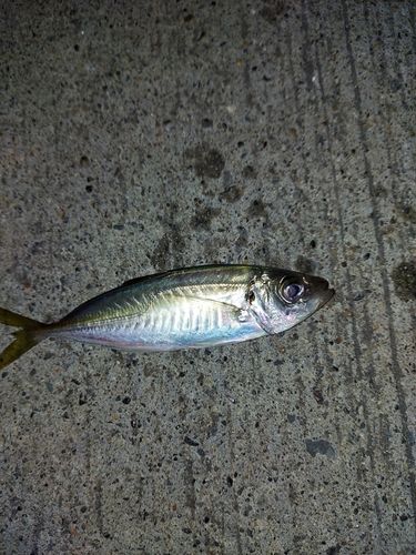 小名浜港市場前