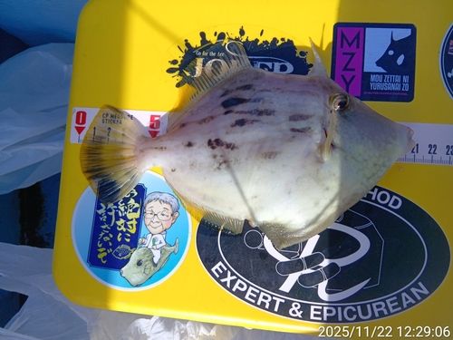 カワハギの釣果