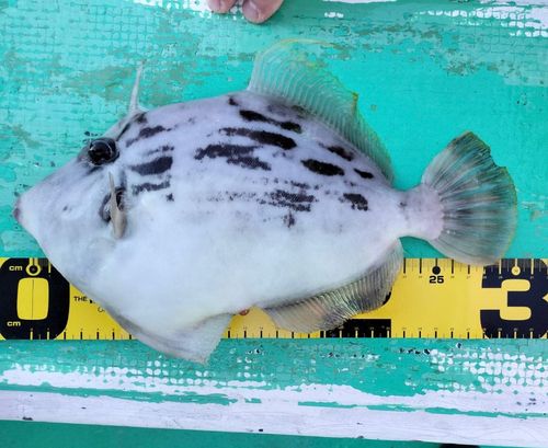 カワハギの釣果