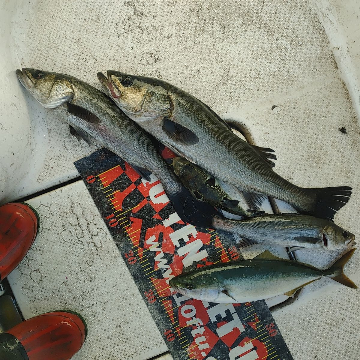 ZUBORAな船長さんの釣果 1枚目の画像