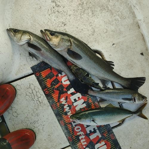 シーバスの釣果