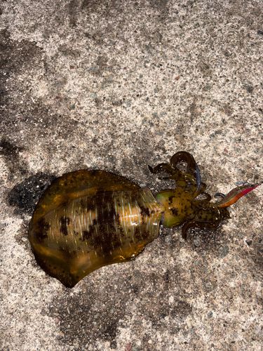 アオリイカの釣果