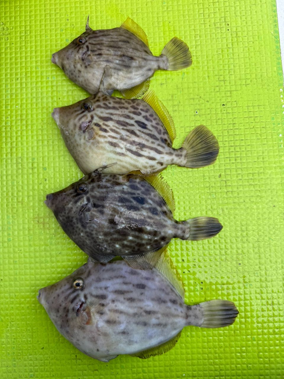 さいたまの初心者さんの釣果 1枚目の画像