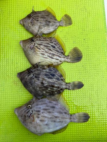 カワハギの釣果