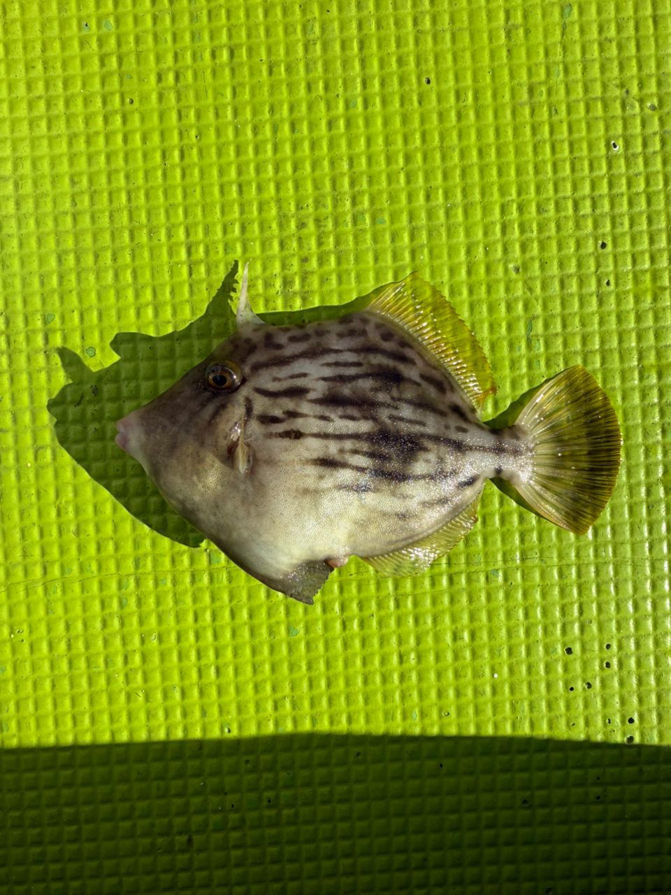 さいたまの初心者さんの釣果 2枚目の画像