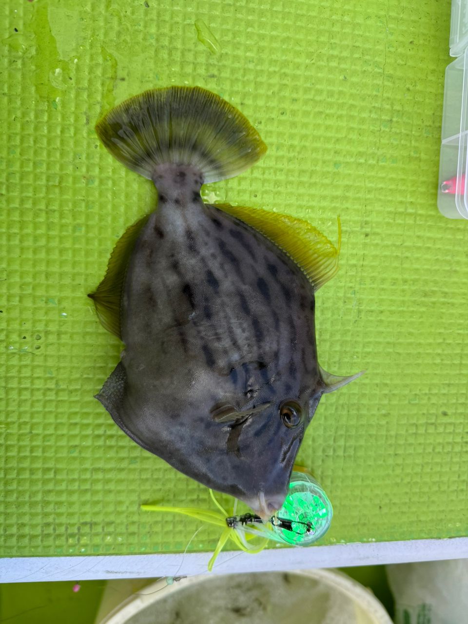 さいたまの初心者さんの釣果 3枚目の画像