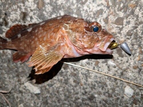 カサゴの釣果