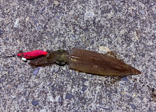 ヤリイカの釣果