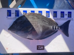 サンノジの釣果