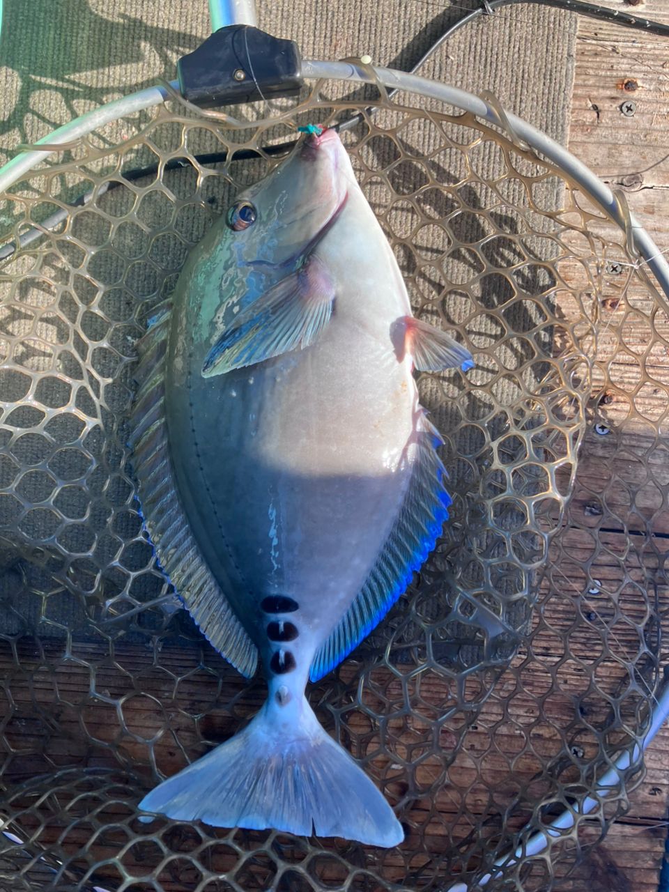 アングラーナーヒャンさんの釣果 2枚目の画像