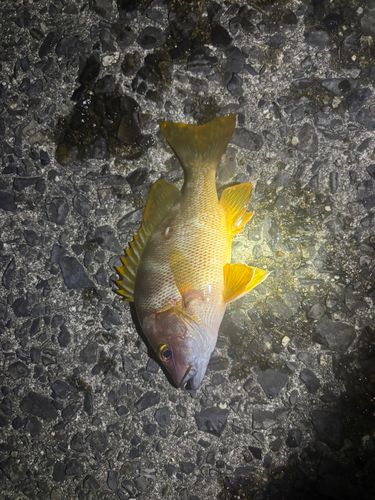 シブダイの釣果