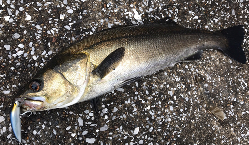 スズキの釣果