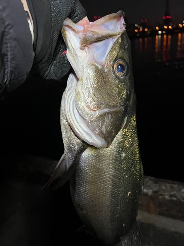 オリジナルメーカー海釣り公園