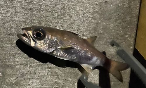 アカムツの釣果