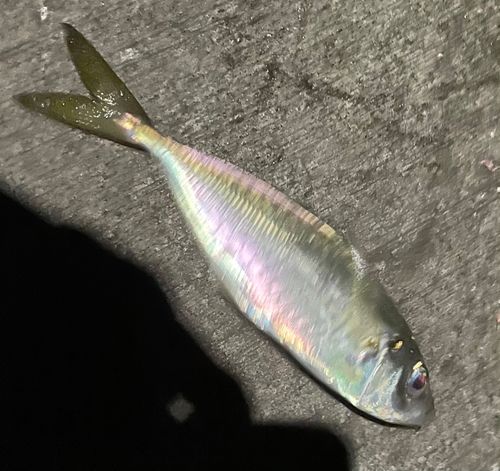 下田港（伊豆半島）