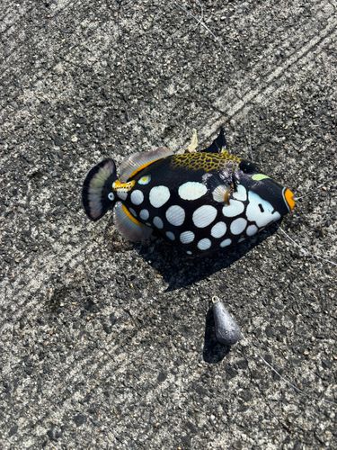 モンガラカワハギの釣果