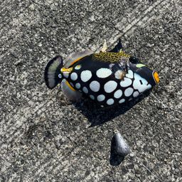 モンガラカワハギ